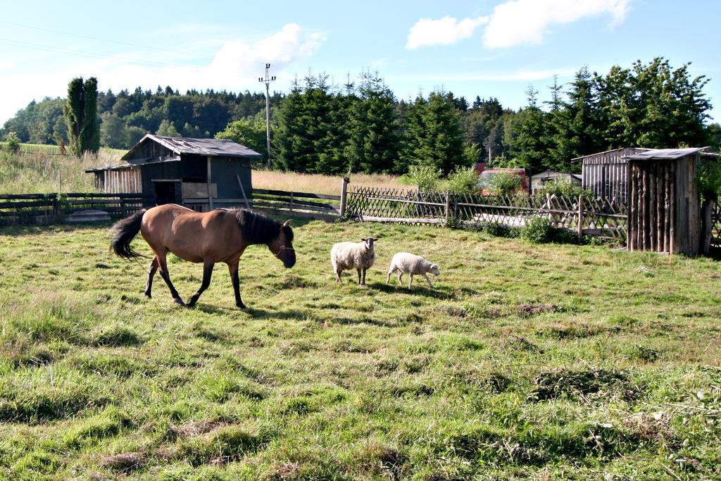 Penzion Muflon Bela nad Radbuzou Exterior foto